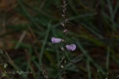Parasopubia delphiniifolia